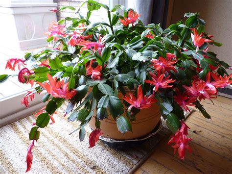 10 reasons why your Christmas cactus / Thanksgiving Cactus is not