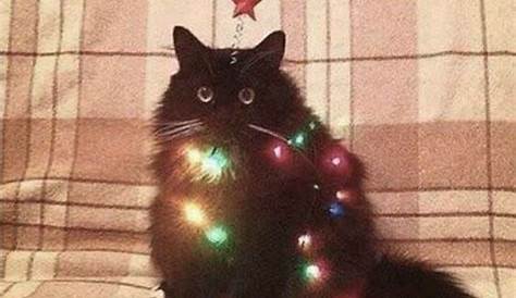 Christmas Cat Pfp Aesthetic And Light Image s Animals