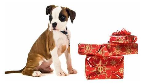 Christmas Gift Ideas For Boxer Dog Giving A Puppy As A The