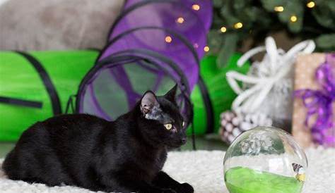 Christmas Gifts For Cats Amazon