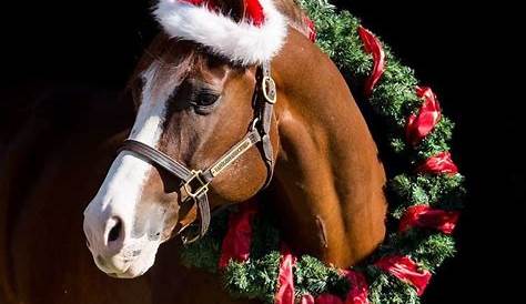 Christmas Horse Pfp