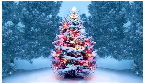 Christmas Images Tree Hd With Snow And Lights Decoration HD