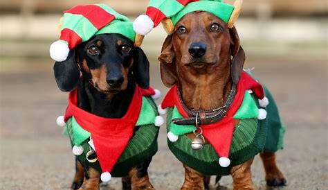 Christmas Outfit For Dachshund