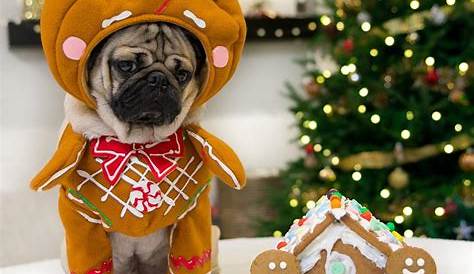 Christmas Outfit For Pug