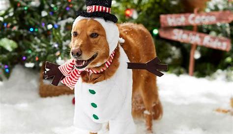 Christmas Outfits For Large Dogs Uk