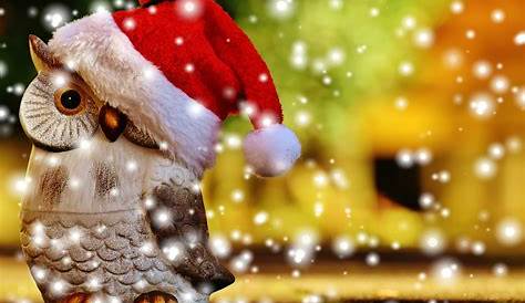 Christmas Owl Desktop Wallpaper PC 67+ Images