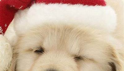 Christmas Phone Wallpaper Dog