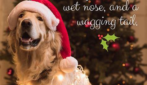 Christmas Quotes Dog