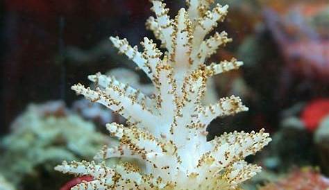 Christmas Tree Coral Seashell In A Whelk Shell Starfish Etsy