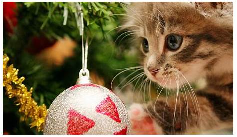 Christmas Tree Ideas With Cats Feline Festivities 19 Hilarious Photos Of Conquering