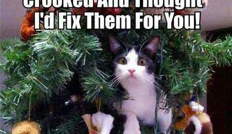 Christmas Tree Meme Pin By Jane Doe On Funny Cats Cats Cats