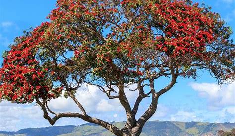 Christmas Tree Nz What Is A Pohutukawa New Zealand Care