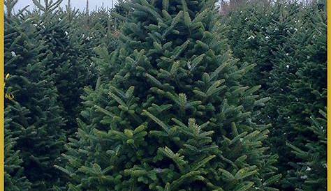 Christmas Tree Online Where To Buy Artificial s From Asda To The