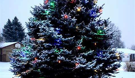 Christmas Tree Outdoor Large Pre Lit Images 2021