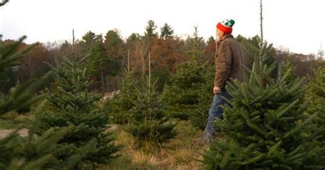 Philly region suffers ongoing Christmas tree shortage WHYY