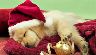 Christmas Wallpaper Cute Animals