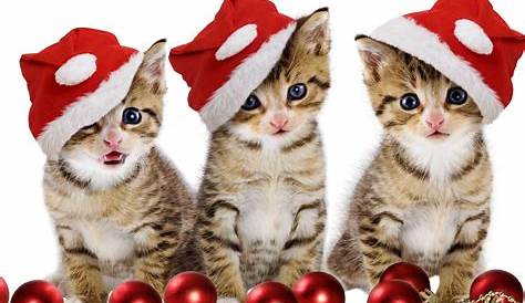 Christmas Wallpaper Kittens 59+ Images