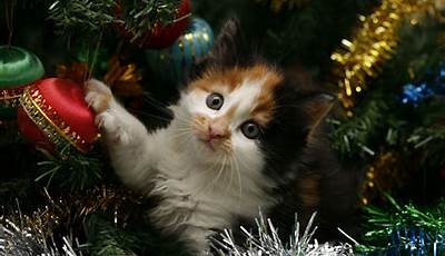 Christmas Wallpaper Kitty