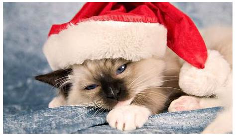 Christmas Wallpaper Phone Cat