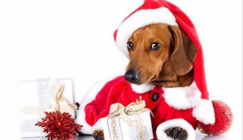 Christmas Wiener Dog Wallpaper Sausage Central On Instagram “The Countdown Is On!