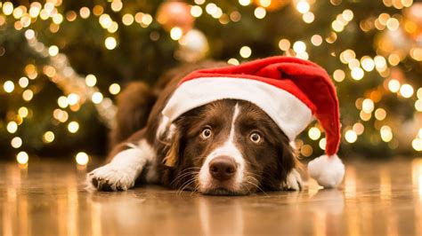 Christmas Backgrounds With Animals
