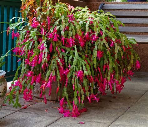 Unveil the Winter Wonderland: How to Nurture Your Christmas Cactus for a Stunning Bloom This Festive Season