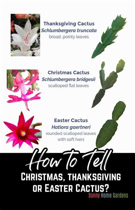 Christmas Cactus Vs