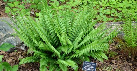 Christmas Fern Evergreen