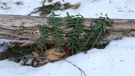 Christmas Fern Winter