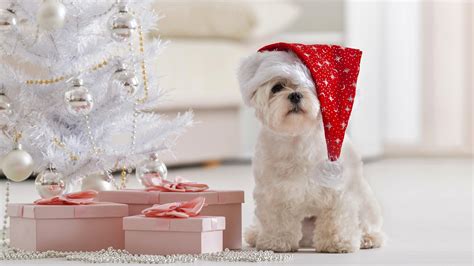 Christmas Maltese