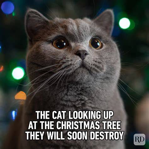 23 Very Funniest Christmas Meme Images, Pictures & Photos Funnyexpo