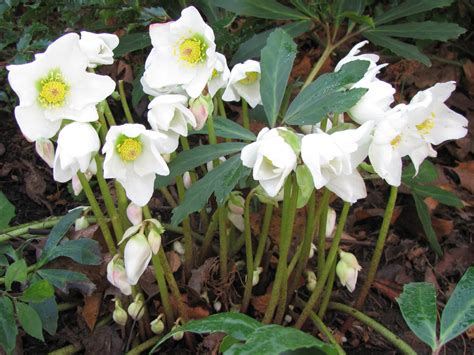 Christmas Rose Secrets Unveiled