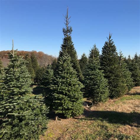 Find Your Perfect Christmas Tree at a Farm Near You for a Memorable Holiday Season