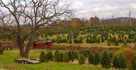 Christmas Tree Farms Orting