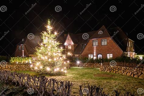 Christmas Tree Hedges