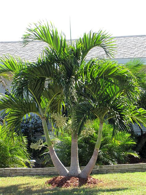 Christmas Tree Palm Tree