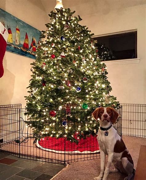 Christmas Tree Protector From Dogs
