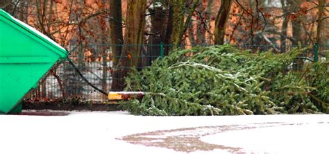 Christmas Tree Removal Dc