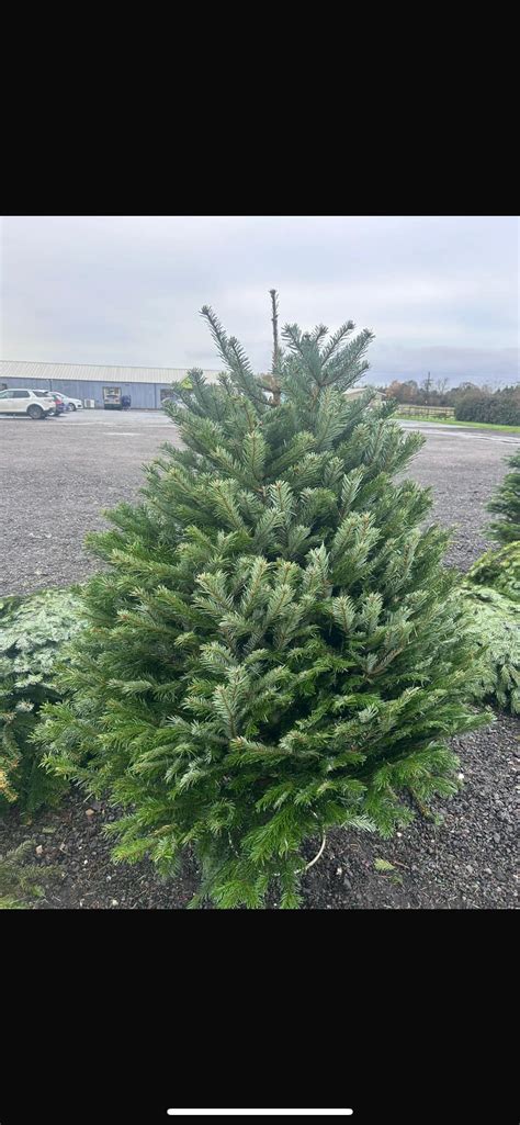 Christmas Trees Coventry Ct