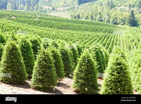 Christmas Trees From Oregon