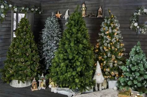 Christmas Trees From The Range