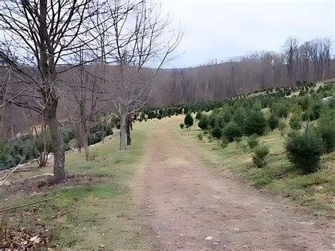 Christmas Trees Hamden Ct