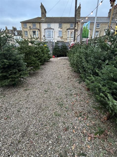 Christmas Trees Lowestoft