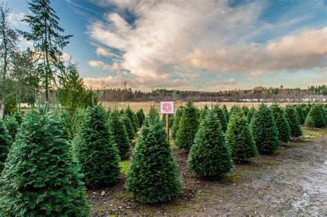 Christmas Trees Macungie