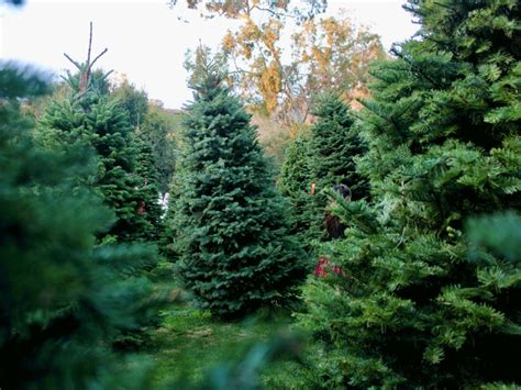 Christmas Trees Plainfield Il