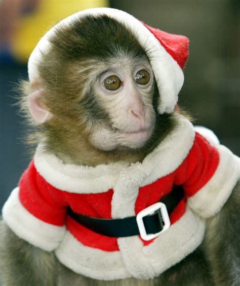 christmas with a monkey