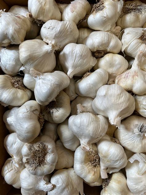 Christopher Farms Garlic