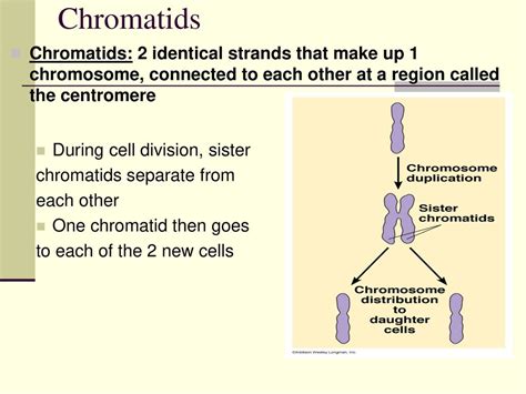chromatids separate during