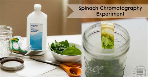 Chromatography Experiment Spinach