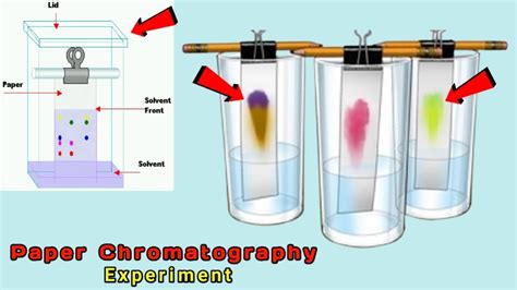 Chromatography Lab Experiment